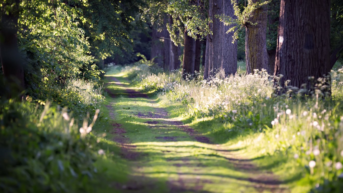 A sunlit path leading forward through green woodland