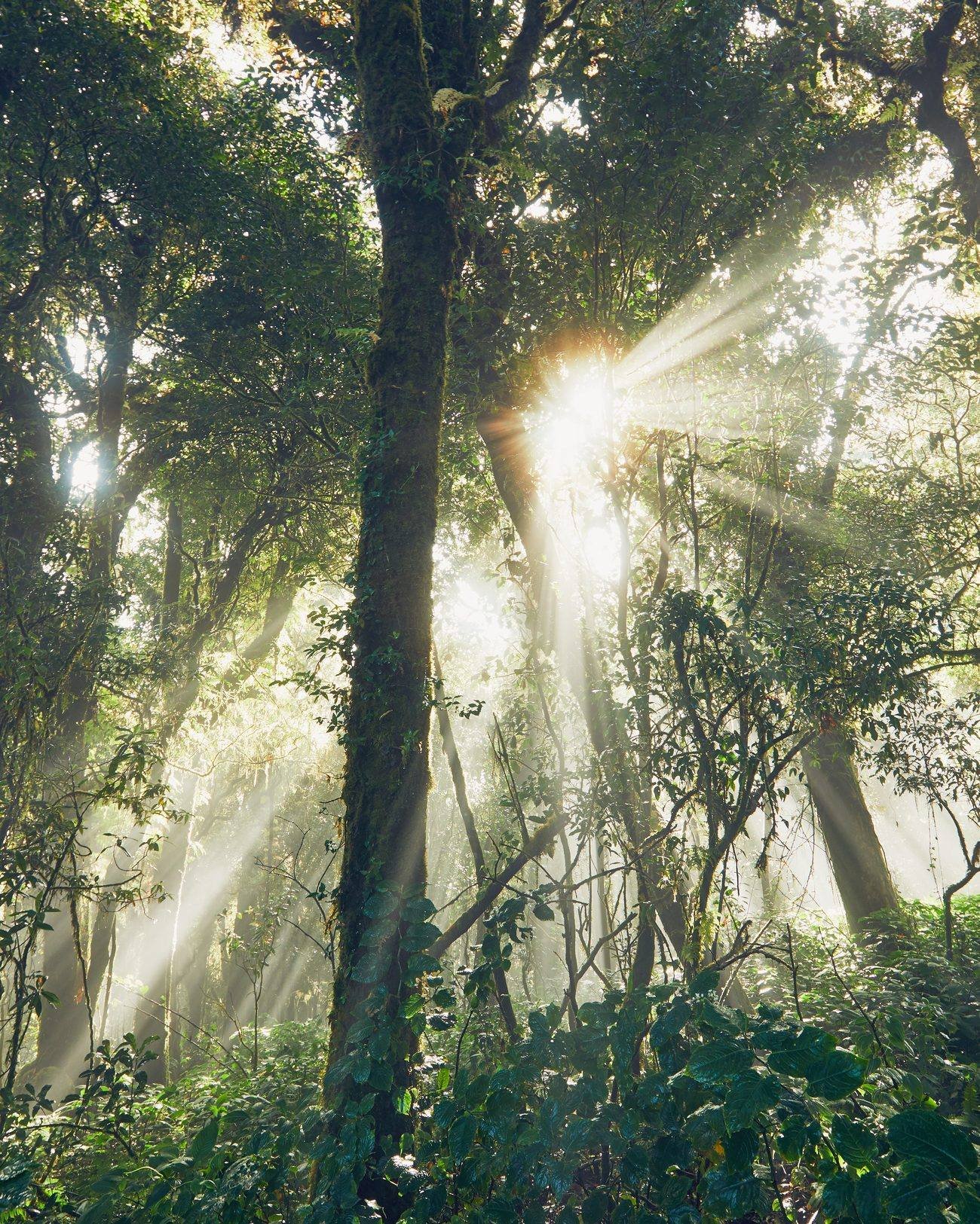 Sunlight streaming through a green forest canopy